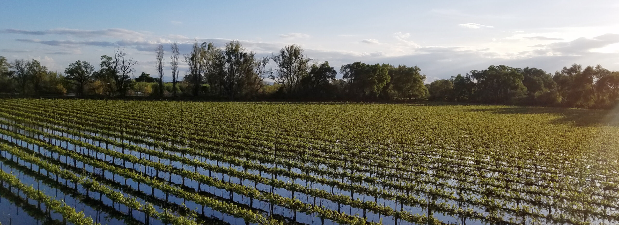 Revolutionizing Agriculture Through Technology